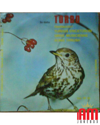 Tordo (Bottaccio), Turdus Ericetorum, Grive Musicienne, Song Thrush, Dal Vivo Della Natura, Il Canto Degli Uccelli [No...