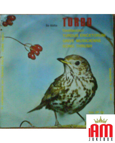 Tordo (Bottaccio), Turdus Ericetorum, Grive Musicienne, Song Thrush, Dal Vivo Della Natura, Il Canto Degli Uccelli [No... [produ