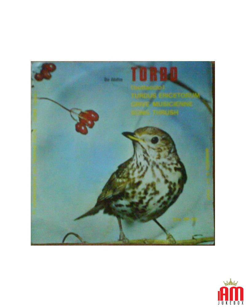 Tordo (Bottaccio), Turdus Ericetorum, Grive Musicienne, Song Thrush, Dal Vivo Della Natura, Il Canto Degli Uccelli [No...