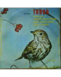 Tordo (Bottaccio), Turdus Ericetorum, Grive Musicienne, Song Thrush, Dal Vivo Della Natura, Il Canto Degli Uccelli [No...